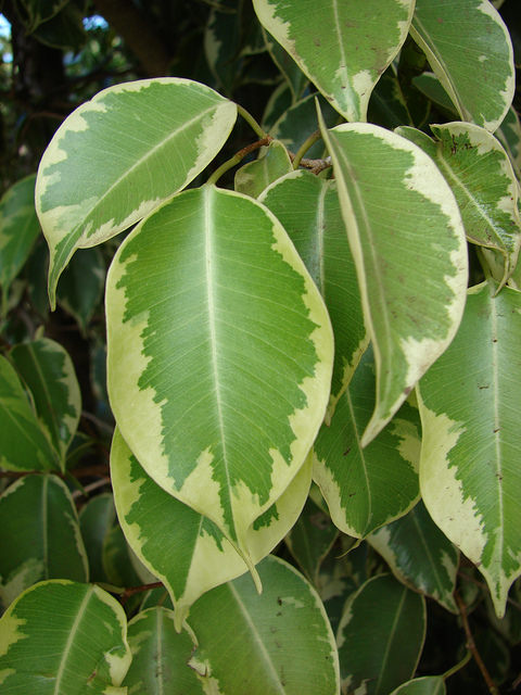 Ficus benjamina con foglie variegate