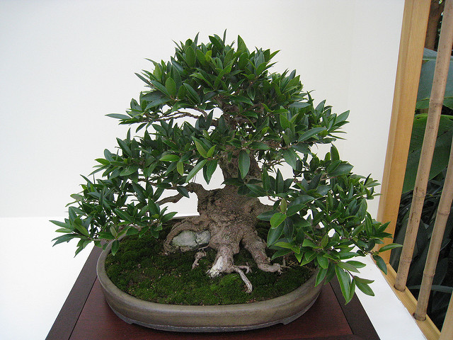 Ficus benjamina 