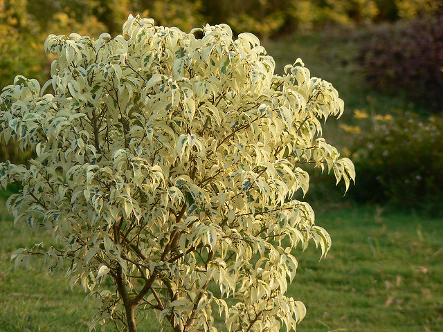 Ficus benjamina 