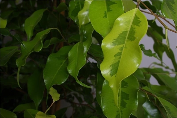 ficus golden monique