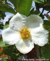 Stewartia pseudocamellia var.koreana - Korean stewartia, false camellia