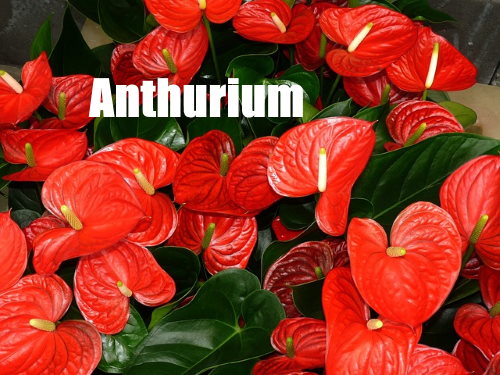 anthurium, poisonous house plants