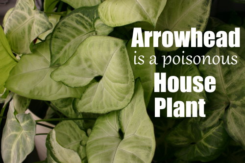 anthurium, poisonous house plants