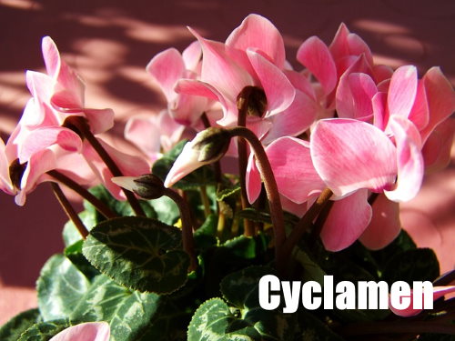 cyclamen, poisonous house plants
