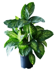 dumb cane, dieffenbachia, poisonous house plants, toxic house plants, common house plants, house plants toxic to cats