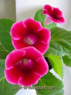 gloxinia, gloxinia plant, growing gloxinia, gloxinia flowers, sinningia speciosa