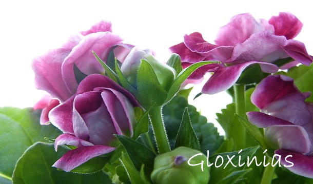 gloxinia, gloxinia plant, growing gloxinia, gloxinia flowers, sinningia speciosa