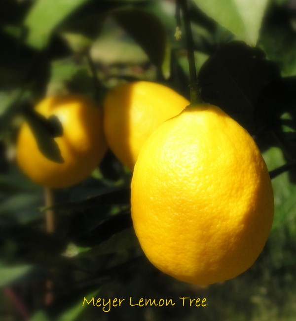 meyer lemon tree, meyer lemon, citrus tree care, dwarf meyer lemon