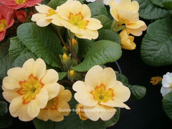 primrose flowers, primrose plant, growing primrose, primrose houseplants, indoor flowers