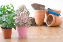 repotting house plants, potting house plant, repotting