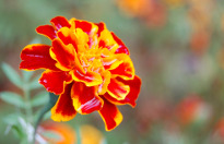 Red-yellow wet flower