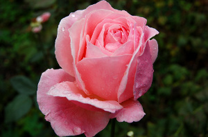 Photo of rose