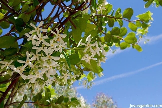 looking up into a cluster of star shaped star jasmine flowers against a bright blue sky