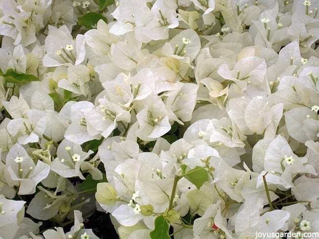 close up of white bougainvillea mary palmer