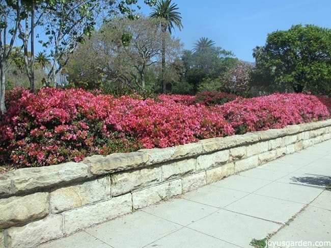 A long hedge of pink bougainvillea in full bloom growing along a sidewalk