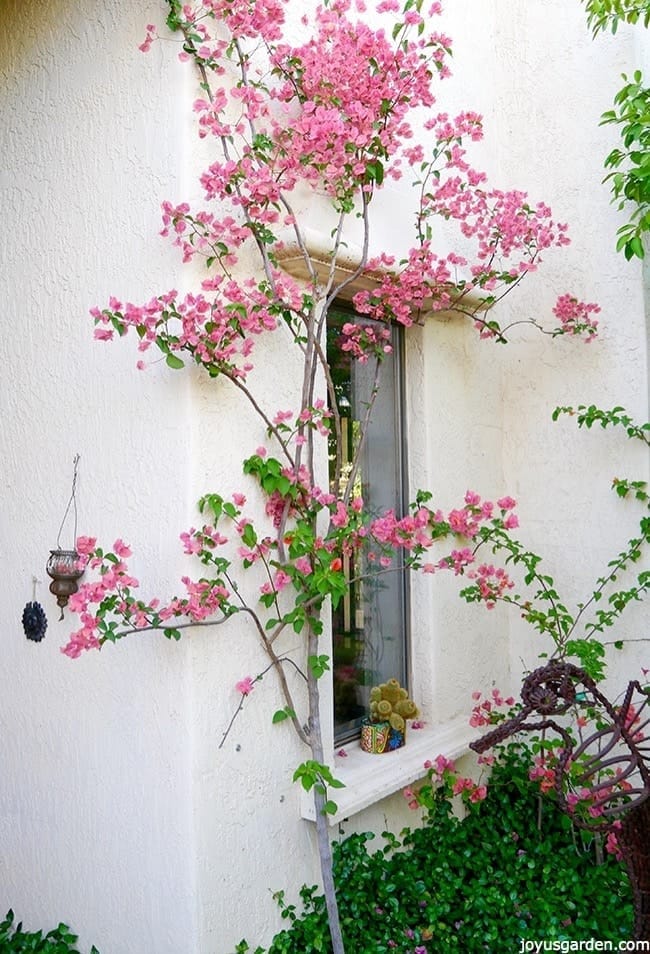 A tall, pale pink bougainvillea grows against a white house