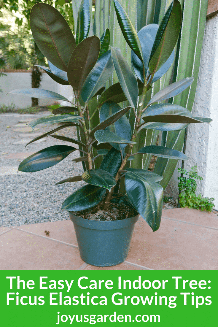 a rubber tree sits in front of a cactus. the text reads the easy care indoor tree ficus elastica growing tips