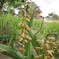 Chlorophytum blepharophyllum, Nicholas Wightman