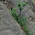 Chlorophytum comosum, Glen Avon, Mary Sue Ittner