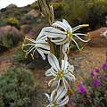 Chlorophytum crassinerve, Carolusberg, Cameron McMaster