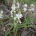 Chlorophytum rubribracteatum, Nicholas Wightman