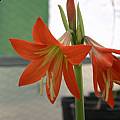 Hippeastrum aglaiae, Germán Roitman