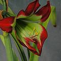 Hippeastrum mandonii, Mary Sue Ittner