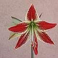 Hippeastrum neoleopoldii, Doug Westfall