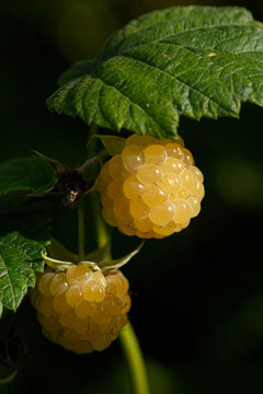 gold raspberries