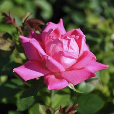 Pink Double Knock Out® Rose