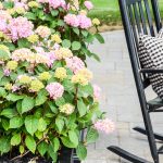 pink hydrangeas planted in a black planter on a patio