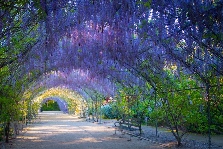 purple and green wisteria tunnel