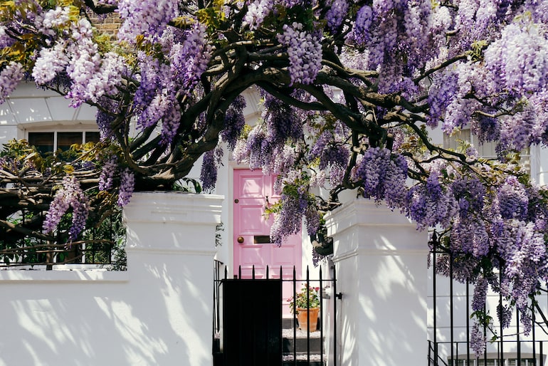 purple wisteria overhanging a pink door and white house in London