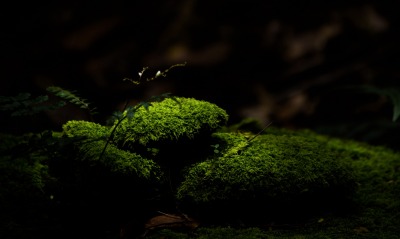 мох зеленый темнота