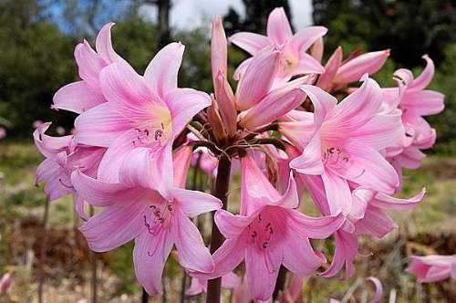 Амариллисовые цветы фото и названия виды
