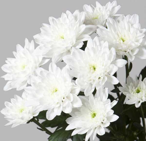 Хризантема помпонная белая фото и описание