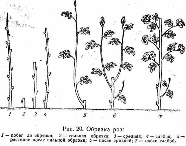 Подкормка роз схема и описание