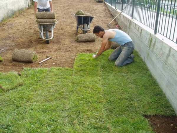 Оформление газона перед домом –  правильно делать газон на даче 45 .