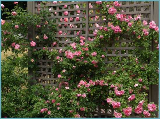 Сорта плетистых роз для подмосковья без укрытия морозоустойчивые с фото и названиями